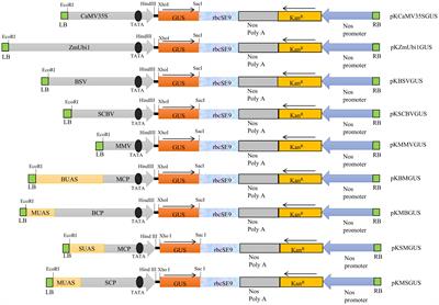 Analysis of plant pararetrovirus promoter sequence(s) for developing a useful synthetic promoter with enhanced activity in rice, pearl millet, and tobacco plants